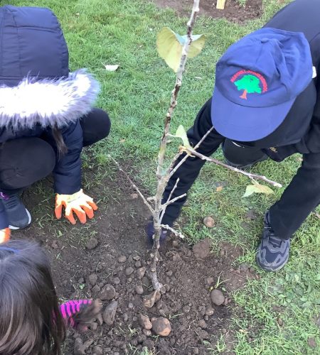 Tree planting website 4